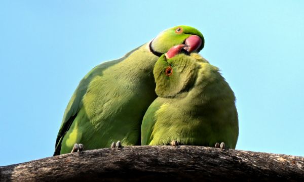 İzmir'in yeşil papağanları! 