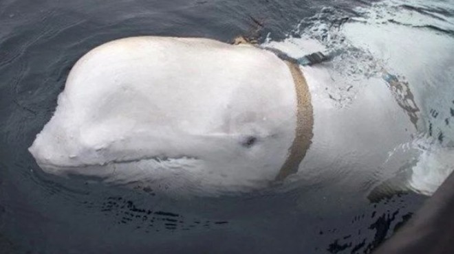  Casus  balina bu sefer İsveç kıyılarında görüldü