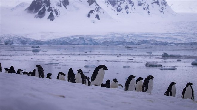  Küresel ısınma imparator penguenleri yok edebilir 