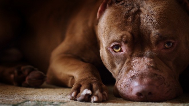  Pitbull dehşeti ne eğitmen bakışı: Köpeğe değil sahibine odaklanmak lazım!