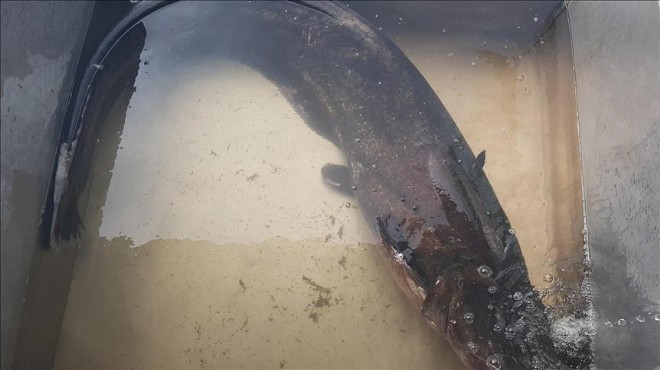 2 metre boyunda yayın balığı yakalandı