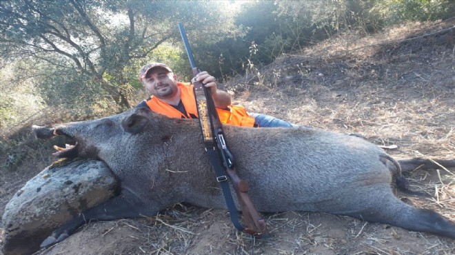 300 kiloluk yaban domuzu yakalandı