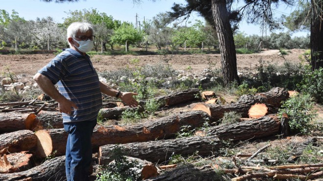 60 yıllık çam ağaçlarının kesilmesine tepki