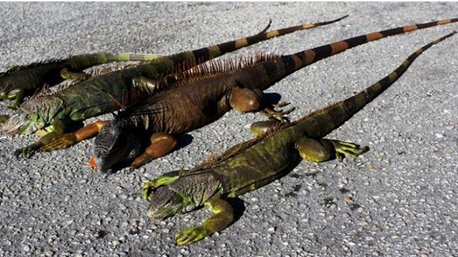 ABD de  Ağaçlardan iguana düşebilir  uyarısı!