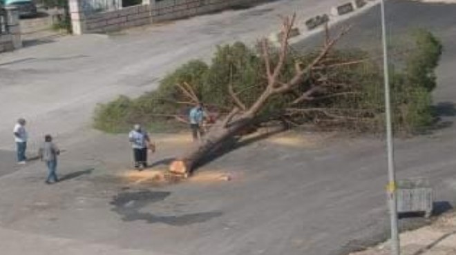 AK Parti den Büyükşehir e ağaç tepkisi