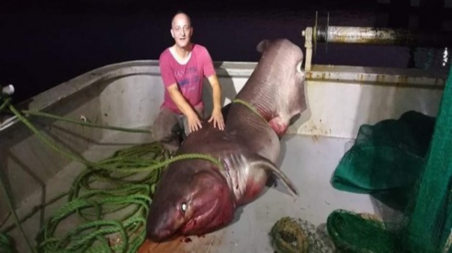 Ağlara 1 tonluk köpek balığı takıldı!