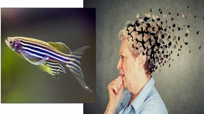Alzheimer ın çaresi zebra balığında olabilir!