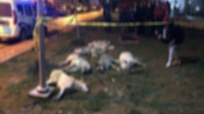 Ankara daki köpek katliamında flaş gelişme