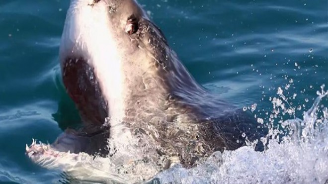 Avustralya da köpek balığı saldırısı: 1 ölü