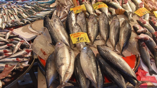 Balıkçılar uyardı: Palamut diye tombik satıyorlar!
