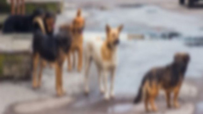 Başıboş köpeklerin öldürdüğü İranlı için tazminat kararı