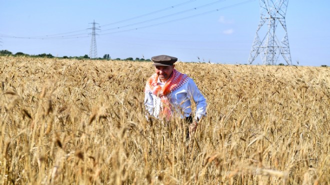 Başkan Soyer elleriyle serptiği karakılçık buğdayının hasadını da yaptı