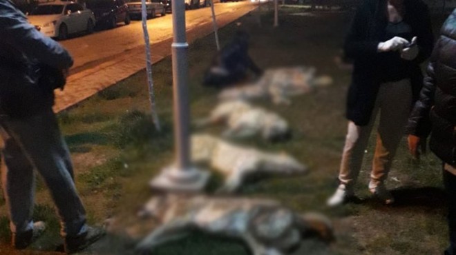 Başkent te köpek katliamı: Korkunç görüntüler!