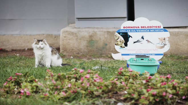 Bornova da can dostlara belediye şefkati