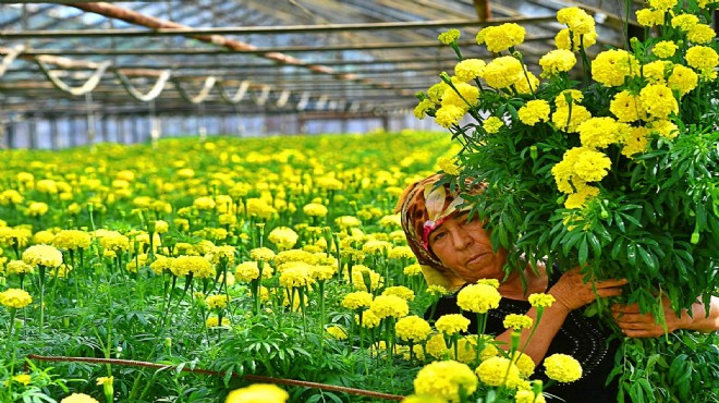 Büyükşehir destekliyordu.... Bademler’in çiçek üreticisi Hollanda Borsası’nda