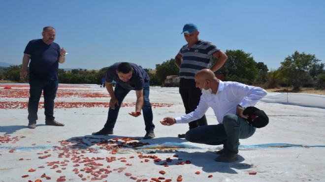 CHP li Polat: Salgın tarımı da vurmuş!