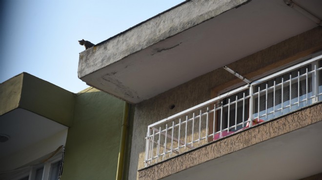 Çatıdaki esaret son: O kedi 25 gün sonra kurtarıldı