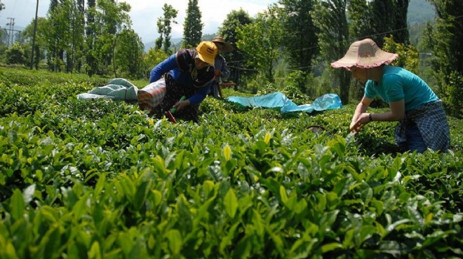 Çay üreticilerinden fiyat tepkisi: Yaşamayın demektir!