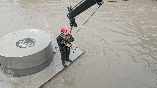 İzmir'de dereye düşen köpek kurtarıldı