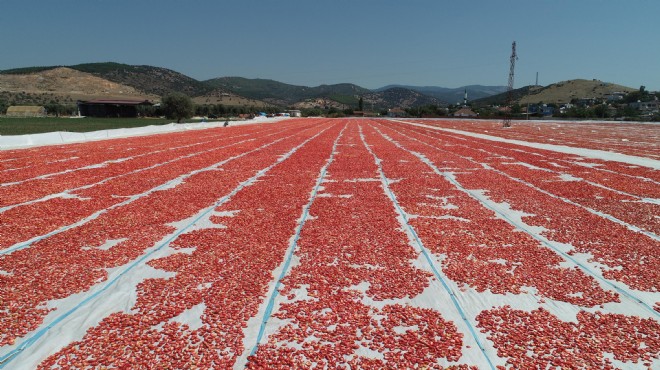 Domates ve domates ürünleri ihracatından dev gelir