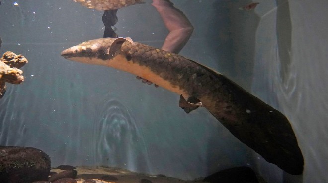 Dünyanın en yaşlı akvaryum balığı: 84 yıldır aynı yerde yaşıyor!