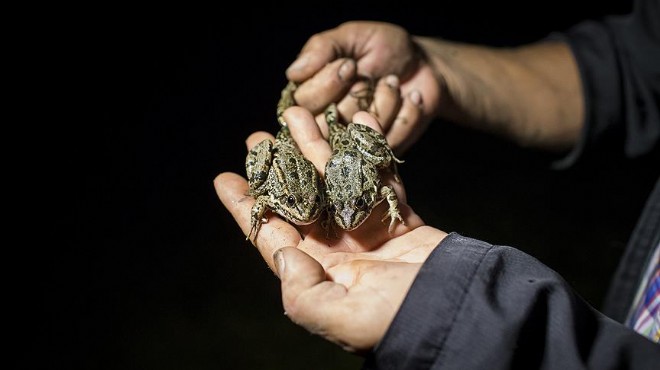 EÜ lü akademisyenden  kurbağa avcılığı  uyarısı