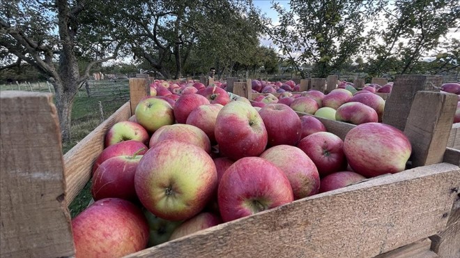 Elma ihracatında dev artış!