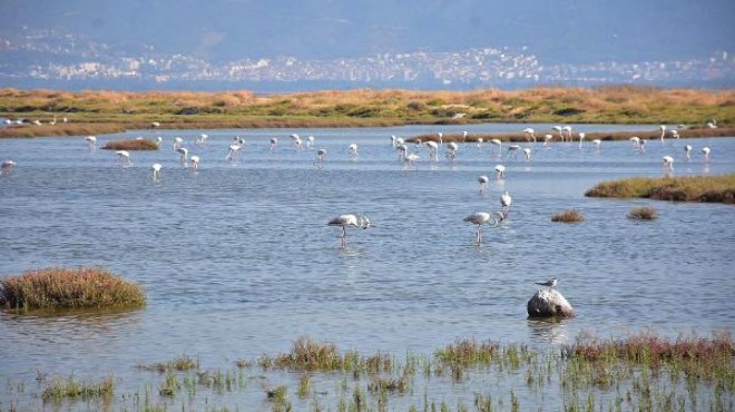 Gediz Deltası nda bazı kuş türleri ölü bulundu: İnceleme başlatıldı