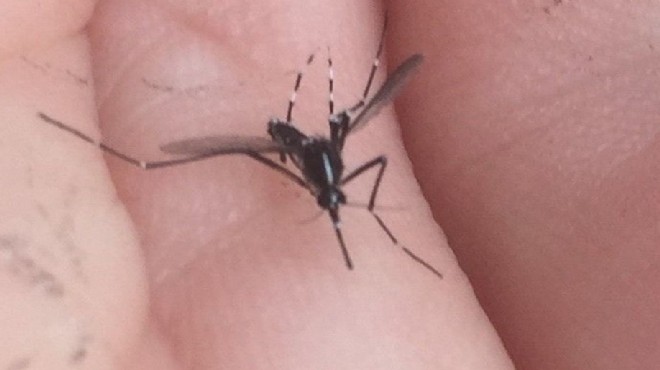 İstanbul da  Asya Kaplan Sivrisineği  paniği