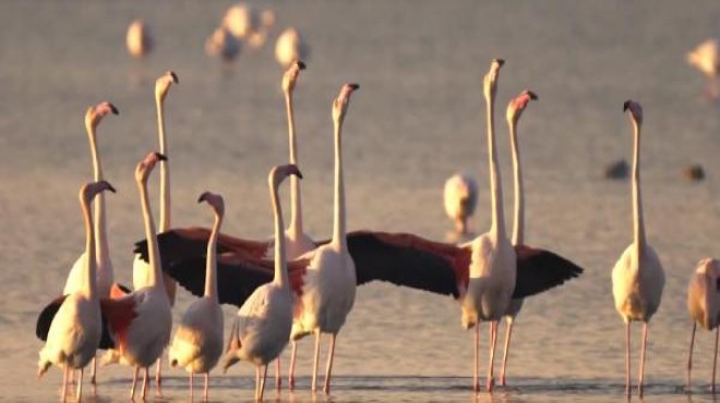İzmir Körfezi nde flamingolardan kur dansı