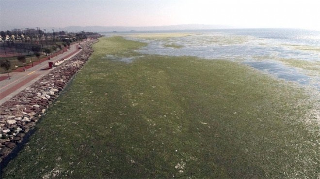 İzmir Körfezi ndeki  marul tarlası yla ilgili korkutan uyarı!