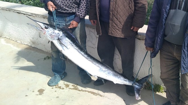 İzmir de 40 kiloluluk kılıç balığı yakalandı