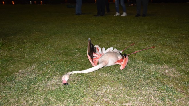 İzmir de 9 flamingonun ölümüne soruşturma!