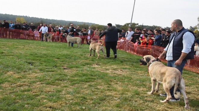 İzmir de  Türk Çoban Köpekleri Irk Standartları Yarışması 