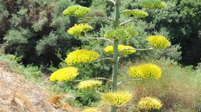 İzmir de  UNESCO mirası  bitki çiçek açtı
