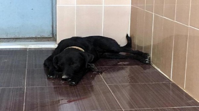İzmir de av tüfeğiyle vurulan sokak köpeği öldü