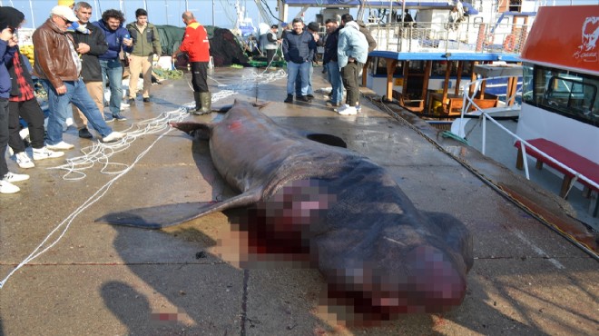 İzmir de balıkçıların ağına 7.5 metrelik Jaws takıldı!