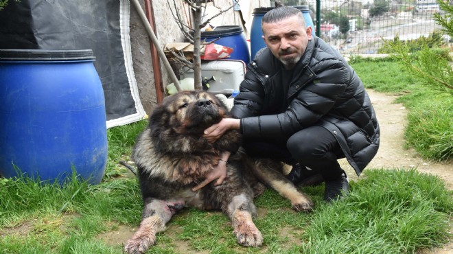İzmir de dehşet: Yakalamak istediği köpeği pompalı tüfekle vurdu