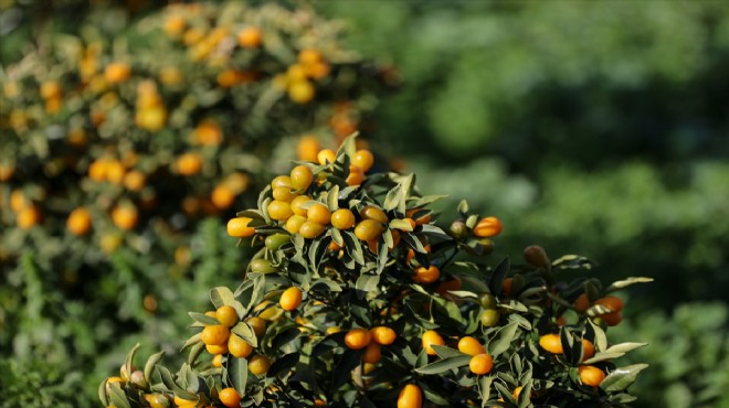 İzmir de deneme amaçlı yetiştirilen  altın portakal da ilk hasat yapıldı