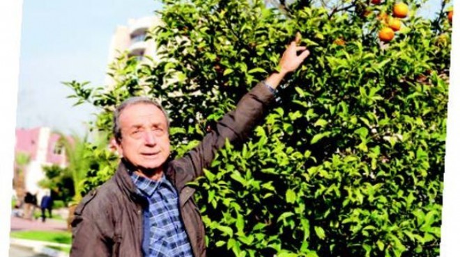 İzmir de emekli hakimin çevre zaferi: Zeytinleri kurtardı!