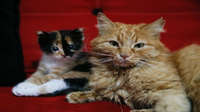 İzmir de gözleri rahatsız yavrularıyla çekilen görüntüleri internette ilgi gören kedi sahiplenildi