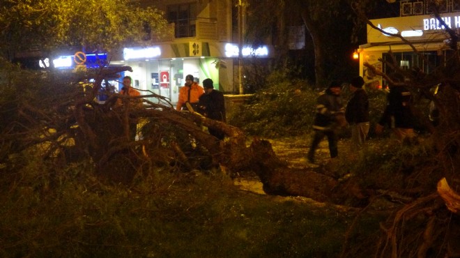 İzmir de iki ilçeyi fırtına vurdu: Ağaçlar kökünden söküldü!