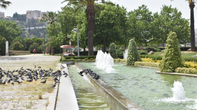 İzmir de kavurucu sıcak: Sokak hayvanları süs havuzlarında serinledi