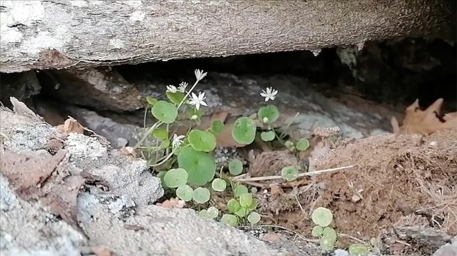 İzmir'de keşfedildi: Literatüre girdi!