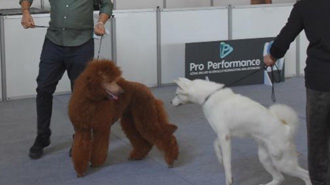 İzmir de köpek ırkları yarışması