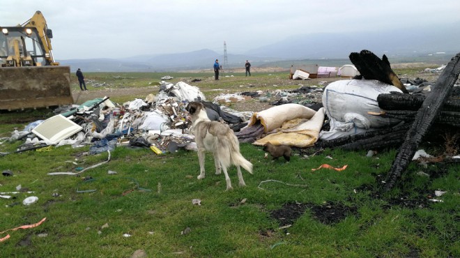 İzmir de korkunç olay: Çöplükte telef olmuş 14 kedi ve köpek!