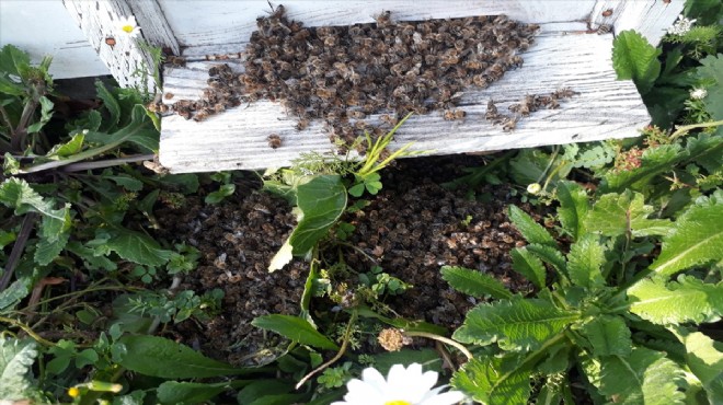İzmir de korkutan olay:150 arı kovanı bir anda telef oldu