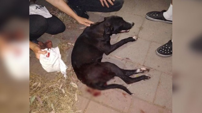 İzmir de magandalar sokak köpeğini vurdu!