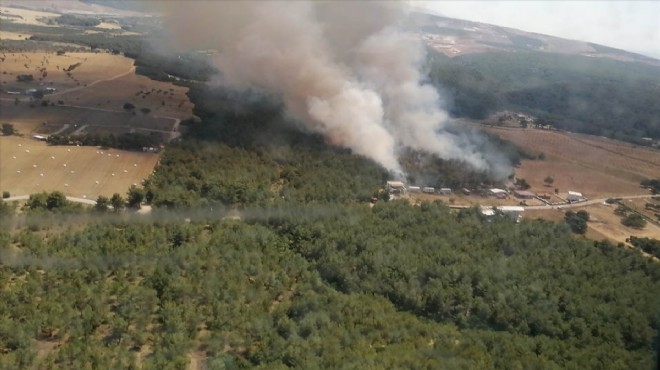 İzmir de orman yangın paniği!