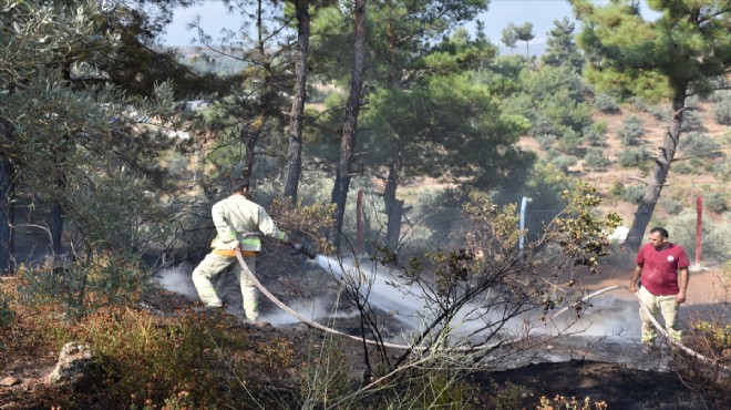 İzmir de orman yangını: Kontrol altına alındı
